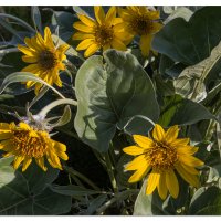 Riverside Blooms