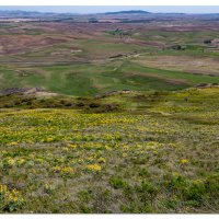 Steptoe Butte Blooms