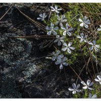White Flower