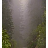 Sequoia National Park, CA.