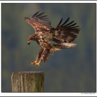 Immature Bald Eagle Landing, Canada.