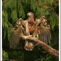 Eagle, Prince Rupert, BC, Canada.