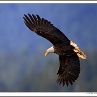 Eagle Flight, Prince Rupert, BC, Canada.
