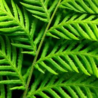 Fern