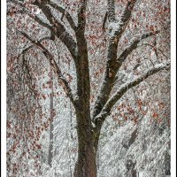 Yosemite Winter