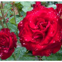 Rainy Reds