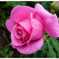 Rainy Pink