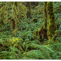 The World of Ferns