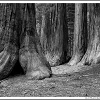 Mariposa Grove, Yosemite, CA.
