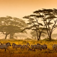 Zebras, The Serengeti, Tanzania, Africa.