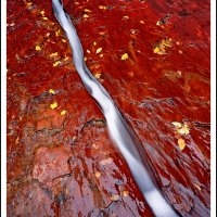 Left Fork of North Creek, Zion National Park, UT.