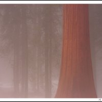 Sequoia National Park, CA.