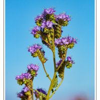 190605-10106-5DS R A