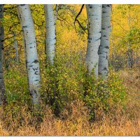 Gros Ventre Road Aspen