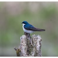 Tree Swallow
