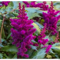 Astilbe