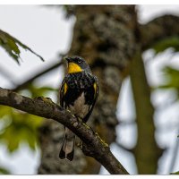 Graces Warbler