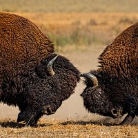 Bisons