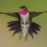 Broad-tailed Hummingbird Male
