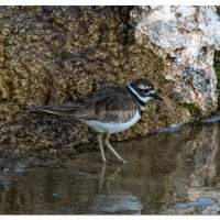 Killdeer