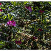 Carl Washburn Rhododendrons
