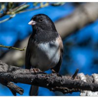 Dark Eyed Junco