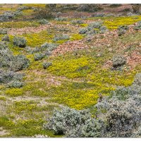 Red Rocks Blooms