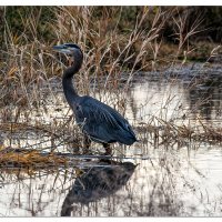 Great Blue Heron