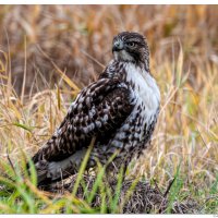 Juvenile Red Tail