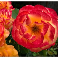 Neighborhood Roses