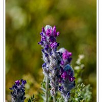 190726-11262-5DS R