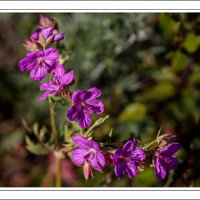 190726-11268-5DS R