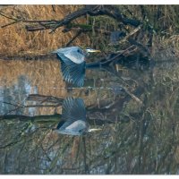 Great Blue Heron