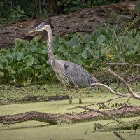 My First Egret