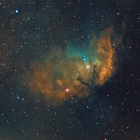 Tulip-Small