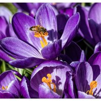 Crocus and a Bee