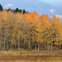 LRCC_OrangeTippedSpendor_FW_TAP00612