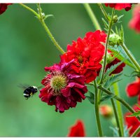 Flowers and a Bumblebee