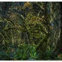 Quinault Maple Trail