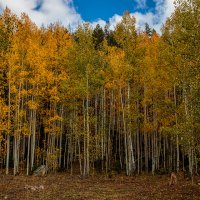 190929-11488-5DS R
