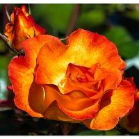 Shore Acres Rose