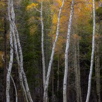 Incandescent Filaments