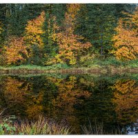 Forest Reflections