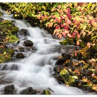 A Small Scene at Wahkeena Falls.