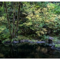 Dark Pools in the Forest