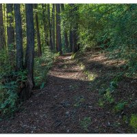Redwoods Nature Trail