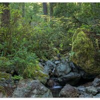 Redwood Nature Trail
