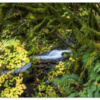 Wahkeena Scene