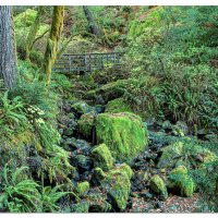 Redwoods Nature Trail