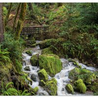 Redwoods Nature Trail